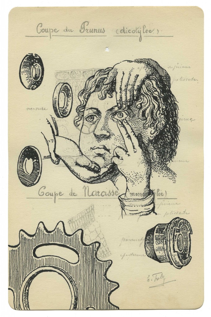Benjamin Monti, Sans titre (coupe du prunus dycotilée), encre de chine sur dessin trouvé (de la série des histoires naturelles), 22,7 x 14,5 cm, 2010-2015